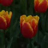 Ağrı Merkez Escorta Ozel Sorular Sormak Dogru Mu