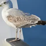 Aydın Efeler Ozel Eskort