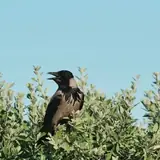 Balıkesir Havran Fotografli Eskort