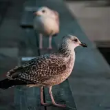 Bartın Ulus Eskort Bul