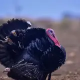 Düzce Kaynaşlı Guncel Bayan Bul