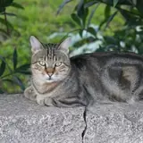 Erzurum Çat Gercek Eskort