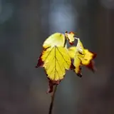 Eskişehir Mihalgazi Eskort Bayan Ilanlari
