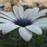 Giresun Görele Escort Ucretleri