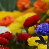 Kahramanmaraş Dulkadiroğlu Eskort Sitesi