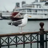 Kırıkkale Sulakyurt Kaliteli Eskort