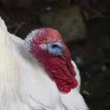 Sinop Erfelek Merkezde Eskort
