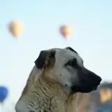 Sivas Kangal Kaliteli Profil Escort