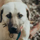 Sivas Kangal Guncel Bayan Ilanlari