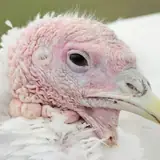 Tokat Eskort Secenekleri