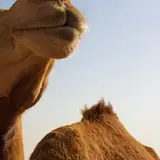 Van Bahçesaray Saatlik Bayan