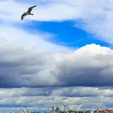 Yalova Çiftlikköy Bakimli Bayan