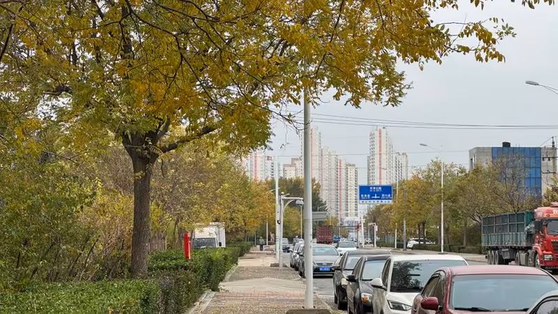 Afyonkarahisar Çobanlar Seckin Bayan