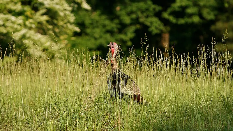 Ağrı'da VIP Ulaşım ve Transfer Hizmetleri