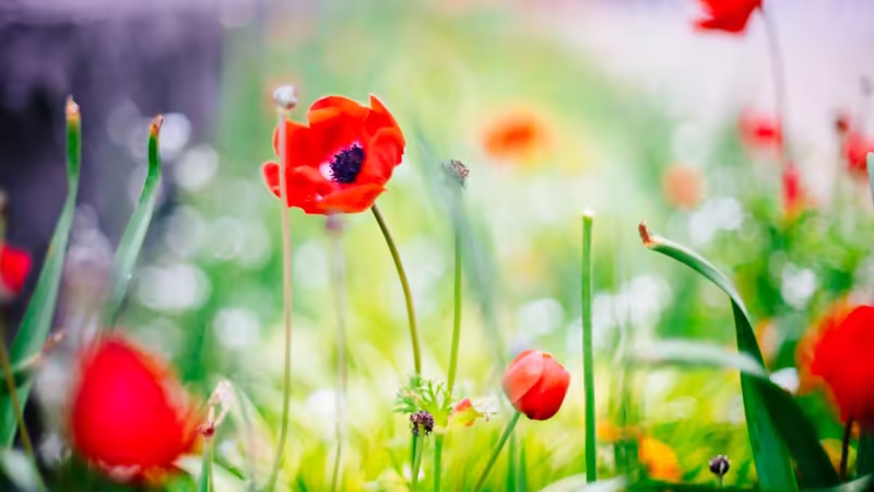 Bingöl Disari Cikan Escort