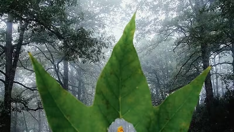 Catalkoy'da Sağlık Hizmetleri Maliyetleri ve Sigorta - Kibris