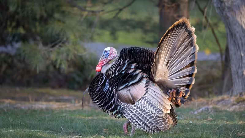 Elazığ Maden Mimarisinde Baskın Olan Akımlar (Gotik, Barok, Modernist)