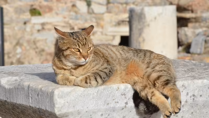 Erzurum Çat Disari Cikabilen Escort