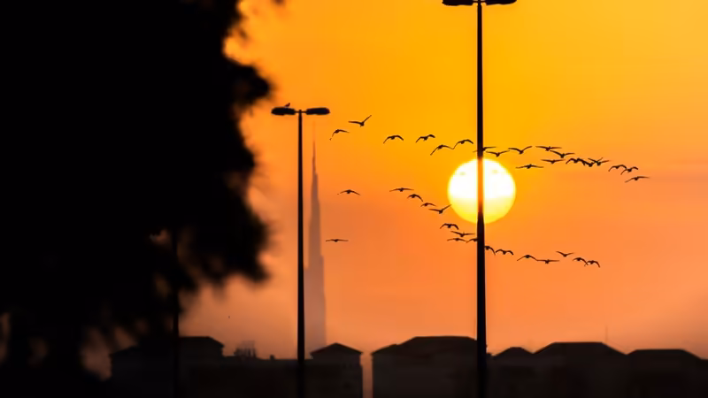 Erzurum Horasan Fotografli Escort
