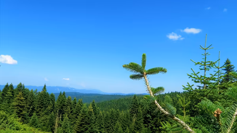Giresun Tirebolu'dan Yetişmiş Ünlü Yazarlar, Ressamlar ve Müze Evleri