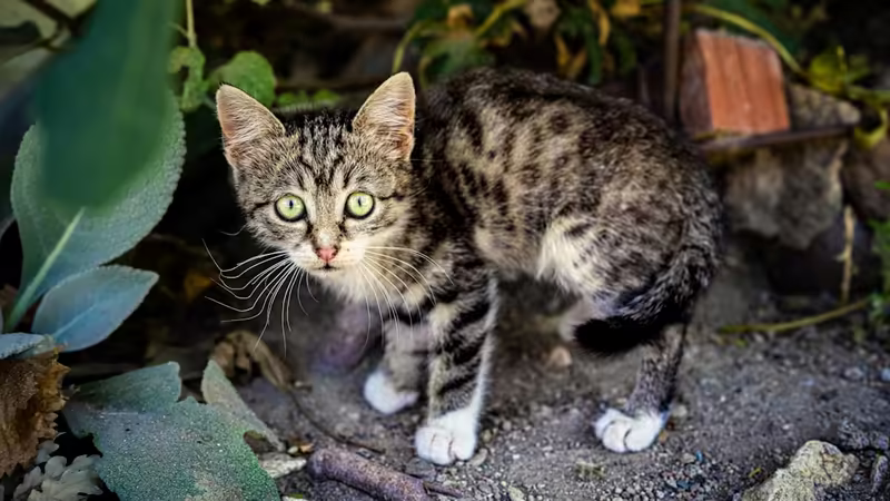 Hatay İskenderun'da Otopark Bulma Rehberi ve Fiyatları