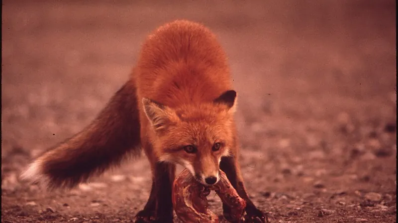 Şanlıurfa Gece Hayatında Dolandırıcılıktan Korunma Yolları