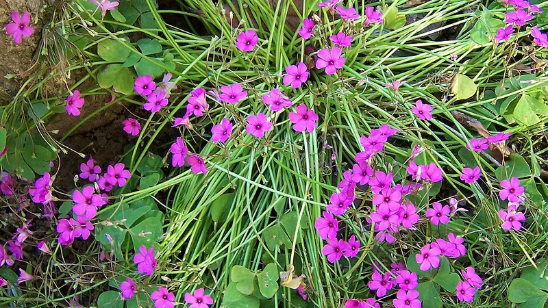 Adıyaman'da Güvenli Eğlence Bölgeleri