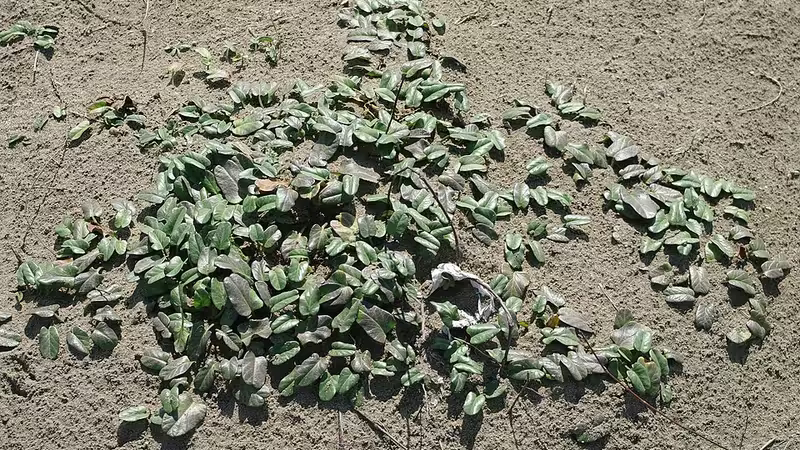 Karataş'da Yalnız Takılmak İçin En İyi Yerler - Adana