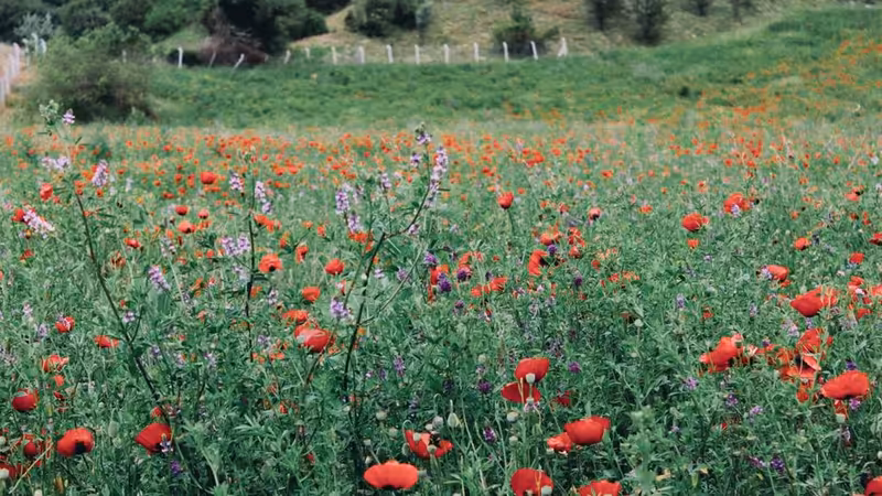 İzmir Menemen'da Yerel Halkın Günlük Alışkanlıkları ve Gelenekleri
