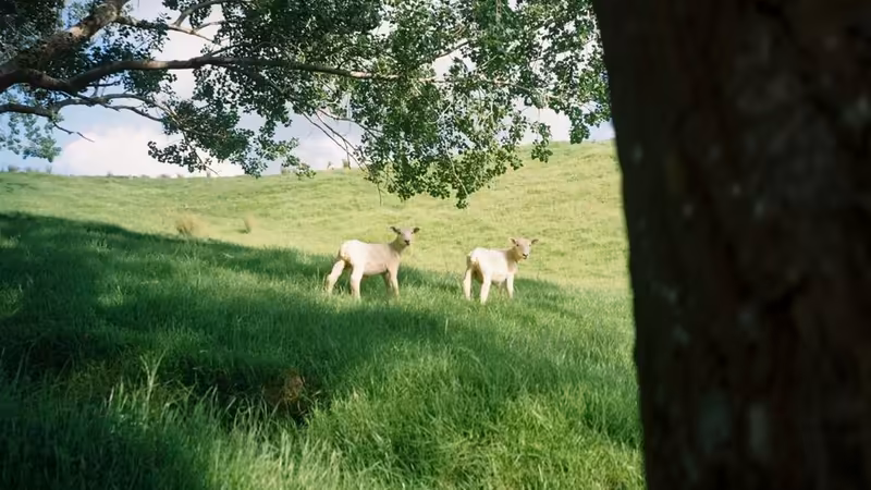 Kibris Universiteli Escort