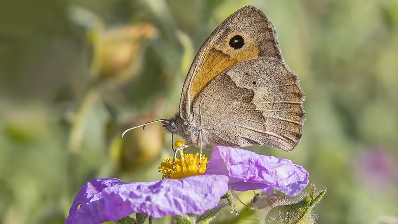 Meriç'da Yerel Pub Kültürü ve Bar Ritüelleri - Edirne