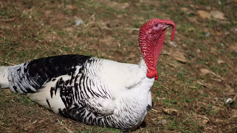 Ordu Fatsa Merkez Ilanlar