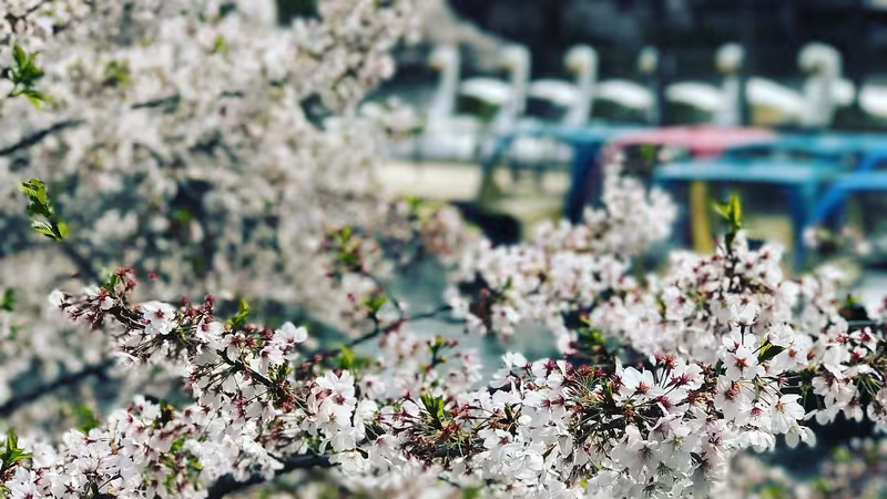 Ordu Kabataş Acil Escort