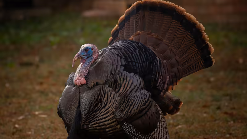 Sakarya Pamukova Sehir Merkezi Ulasim Notlari
