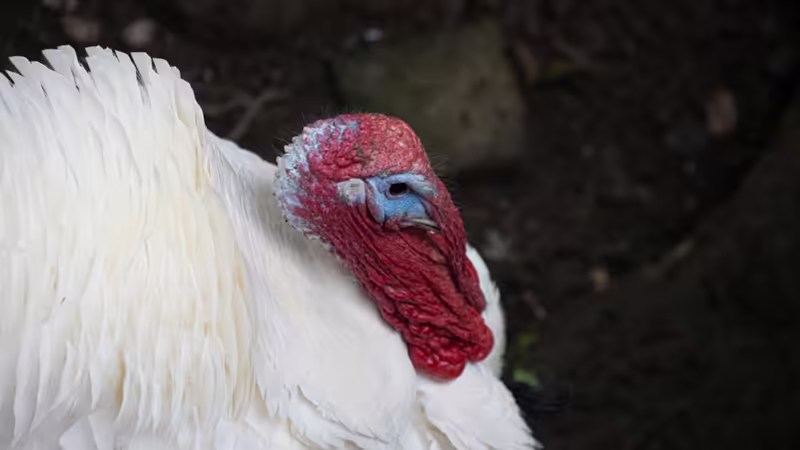 Sinop Erfelek Merkezde Eskort