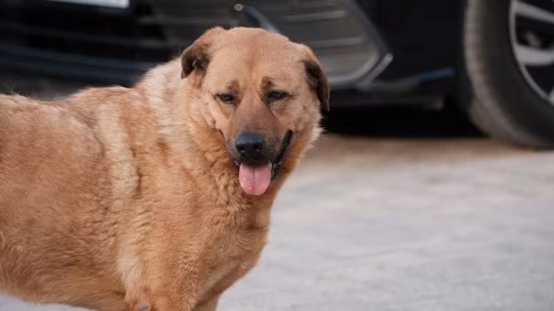 Sivas Kangal Otopark Bolgeleri