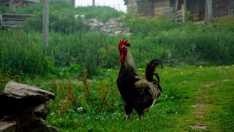 Trabzon Dernekpazarı Universiteli Escort Kizlar