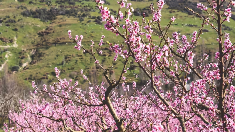 Uşak Ulubey'da En Prestijli Tiyatro Sahneleri, Opera ve Bale Binaları