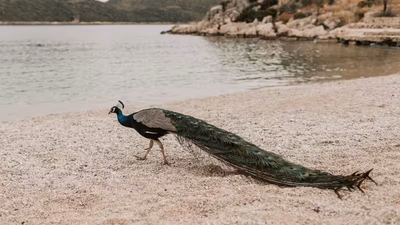 Van Başkale'da Engelliler ve Bebek Arabalıları İçin Erişilebilirlik Durumu