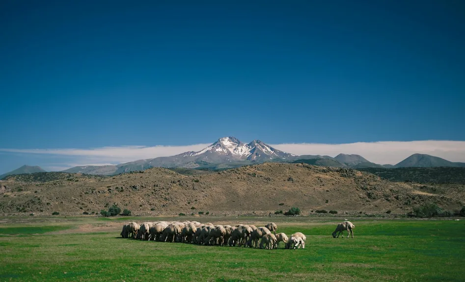 Felahiye Kayseri konum haritasi